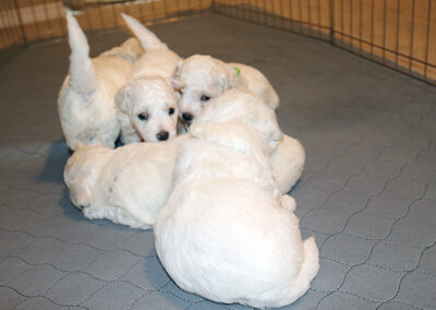 puppies-playing-bichon-frise-of-whidbey-island
