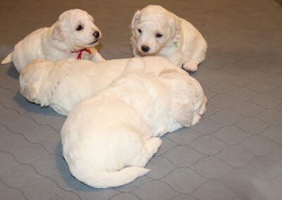 puppies-playing-bichon-frise-of-whidbey-island