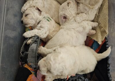 2024 puppies bichon frise of whidbey island