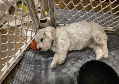 2024 puppies bichon frise of whidbey island